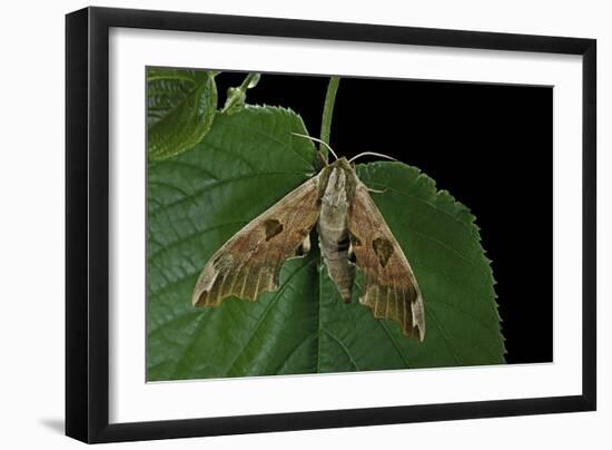 Mimas Tiliae (Lime Hawk Moth)-Paul Starosta-Framed Photographic Print