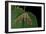 Mimas Tiliae (Lime Hawk Moth)-Paul Starosta-Framed Photographic Print