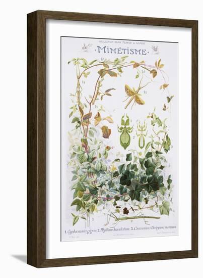 Mimetisme Educational Poster-P. Mery-Framed Giclee Print