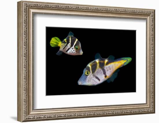 Mimic leatherjacket / Blacksaddle mimic filefish, Indo-Pacific-Georgette Douwma-Framed Photographic Print