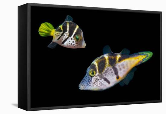 Mimic leatherjacket / Blacksaddle mimic filefish, Indo-Pacific-Georgette Douwma-Framed Premier Image Canvas