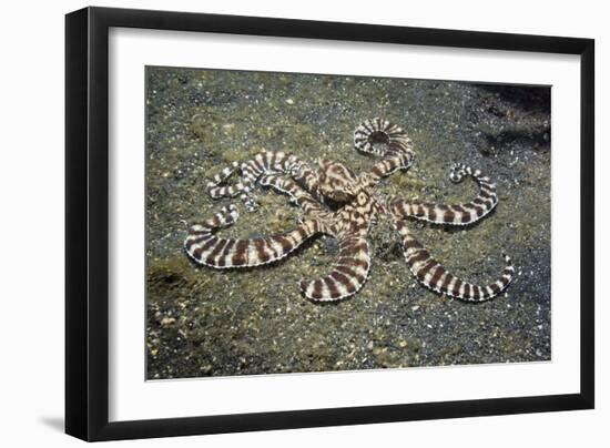 Mimic Octopus-Georgette Douwma-Framed Photographic Print