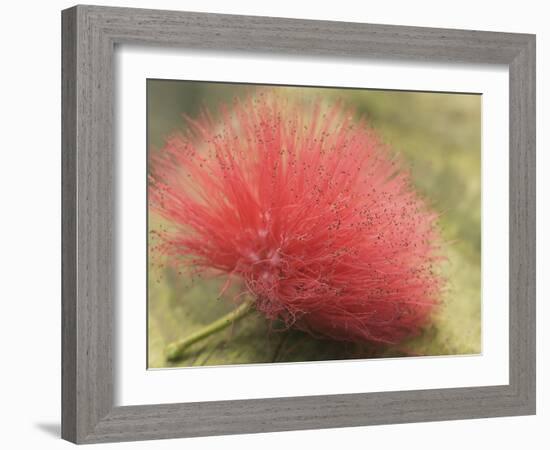 Mimosa Bloom in the Aviary at the North Carolina Zoological Park in Asheboro, North Carolina-Melissa Southern-Framed Photographic Print