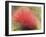 Mimosa Bloom in the Aviary at the North Carolina Zoological Park in Asheboro, North Carolina-Melissa Southern-Framed Photographic Print