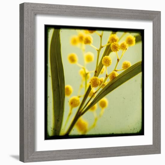 Mimosa Mist-Irene Suchocki-Framed Giclee Print