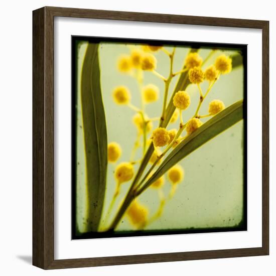 Mimosa Mist-Irene Suchocki-Framed Giclee Print