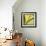Mimosa Mist-Irene Suchocki-Framed Giclee Print displayed on a wall