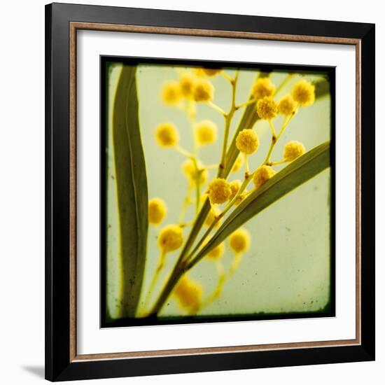 Mimosa Mist-Irene Suchocki-Framed Giclee Print