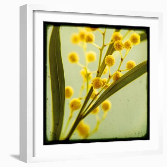 Mimosa Mist-Irene Suchocki-Framed Giclee Print