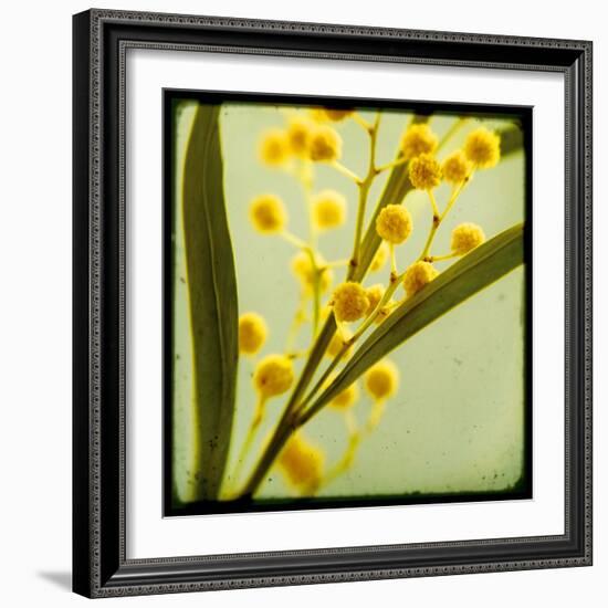 Mimosa Mist-Irene Suchocki-Framed Giclee Print