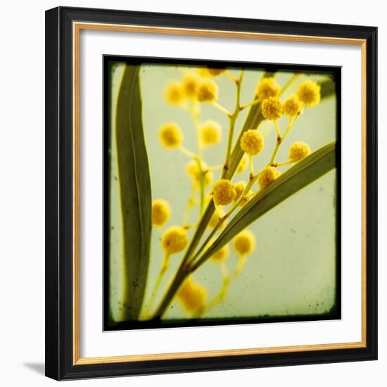 Mimosa Mist-Irene Suchocki-Framed Giclee Print