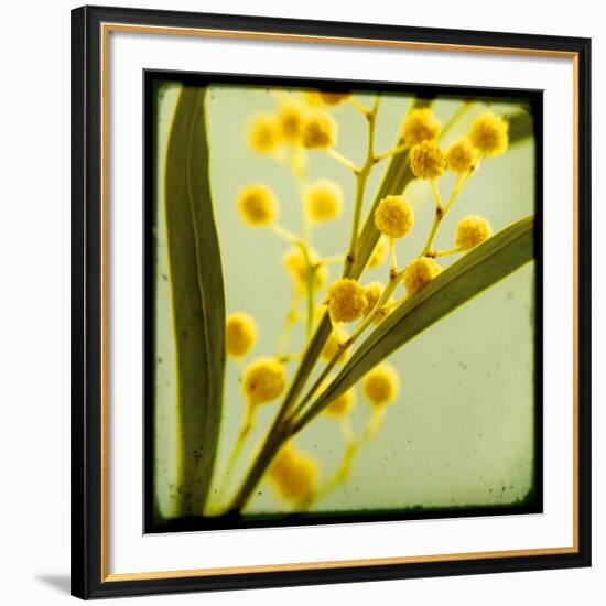 Mimosa Mist-Irene Suchocki-Framed Giclee Print