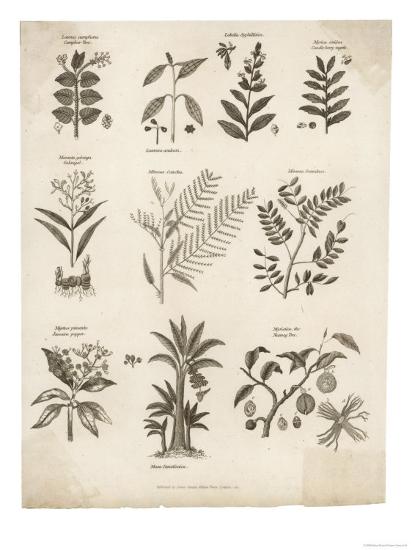 'Mimosa Pepper Nutmeg Camphor and Other Herbs and Plants' Giclee Print ...