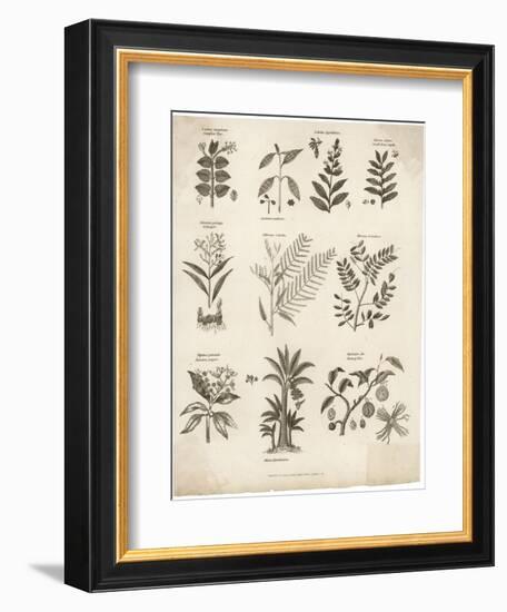 Mimosa Pepper Nutmeg Camphor and Other Herbs and Plants-null-Framed Photographic Print