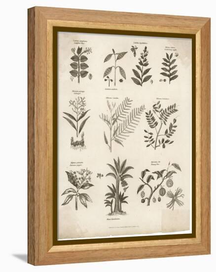 Mimosa Pepper Nutmeg Camphor and Other Herbs and Plants-null-Framed Premier Image Canvas