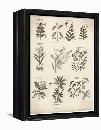 Mimosa Pepper Nutmeg Camphor and Other Herbs and Plants-null-Framed Premier Image Canvas