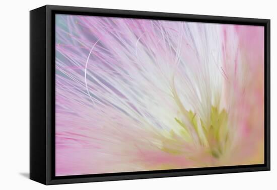 Mimosa Tree Blossom I-Kathy Mahan-Framed Premier Image Canvas