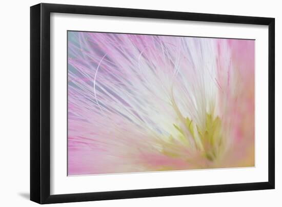 Mimosa Tree Blossom I-Kathy Mahan-Framed Photographic Print