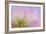 Mimosa Tree Blossom III-Kathy Mahan-Framed Photographic Print