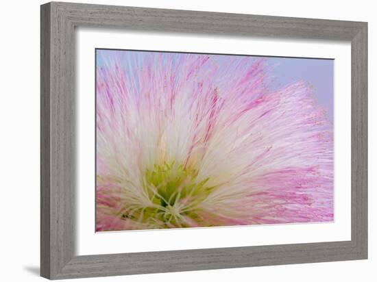 Mimosa Tree Blossom III-Kathy Mahan-Framed Photographic Print