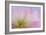 Mimosa Tree Blossom III-Kathy Mahan-Framed Photographic Print