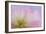 Mimosa Tree Blossom III-Kathy Mahan-Framed Photographic Print