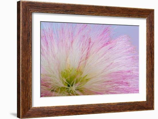 Mimosa Tree Blossom III-Kathy Mahan-Framed Photographic Print