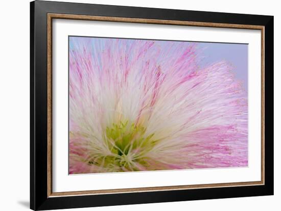 Mimosa Tree Blossom III-Kathy Mahan-Framed Photographic Print