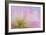 Mimosa Tree Blossom III-Kathy Mahan-Framed Photographic Print