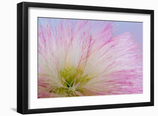 Mimosa Tree Blossom III-Kathy Mahan-Framed Photographic Print