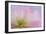 Mimosa Tree Blossom III-Kathy Mahan-Framed Photographic Print