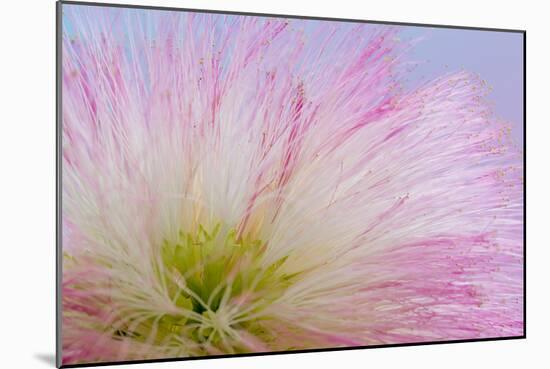 Mimosa Tree Blossom III-Kathy Mahan-Mounted Photographic Print