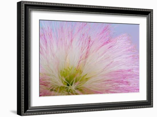 Mimosa Tree Blossom III-Kathy Mahan-Framed Photographic Print