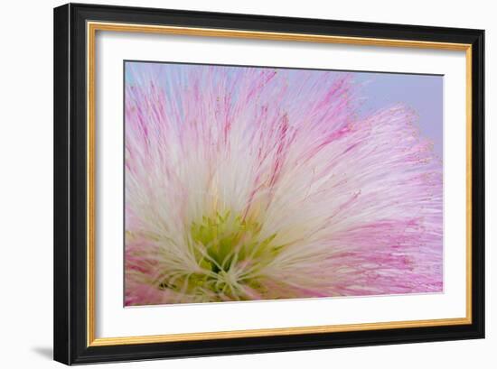 Mimosa Tree Blossom III-Kathy Mahan-Framed Photographic Print