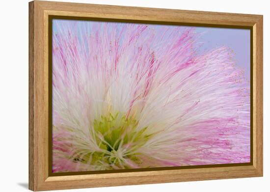 Mimosa Tree Blossom III-Kathy Mahan-Framed Premier Image Canvas