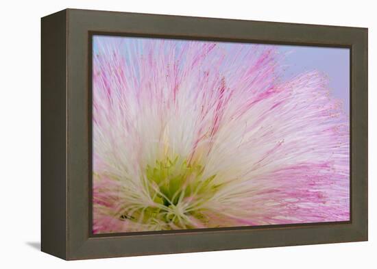 Mimosa Tree Blossom III-Kathy Mahan-Framed Premier Image Canvas