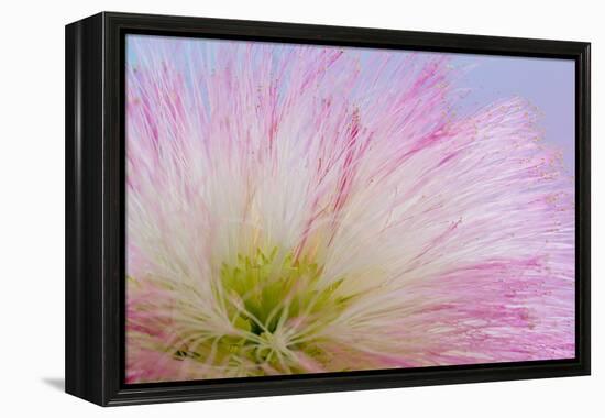 Mimosa Tree Blossom III-Kathy Mahan-Framed Premier Image Canvas