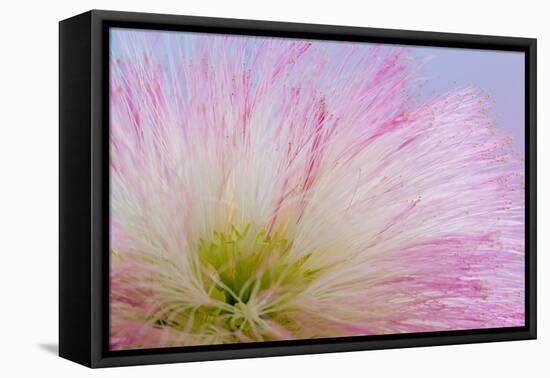 Mimosa Tree Blossom III-Kathy Mahan-Framed Premier Image Canvas