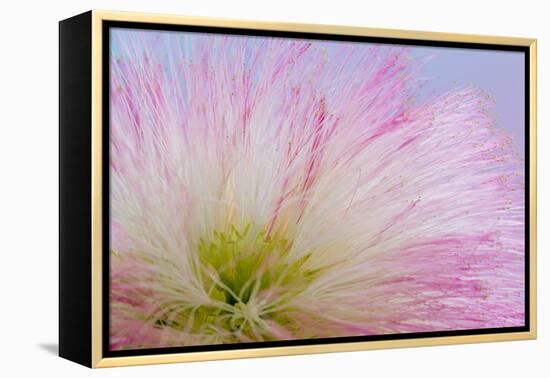 Mimosa Tree Blossom III-Kathy Mahan-Framed Premier Image Canvas