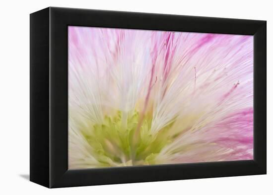 Mimosa Tree Blossom IV-Kathy Mahan-Framed Premier Image Canvas