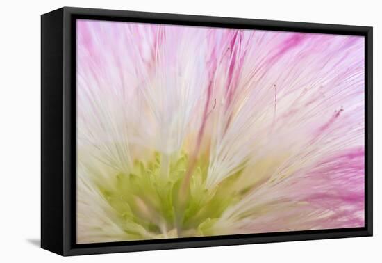 Mimosa Tree Blossom IV-Kathy Mahan-Framed Premier Image Canvas