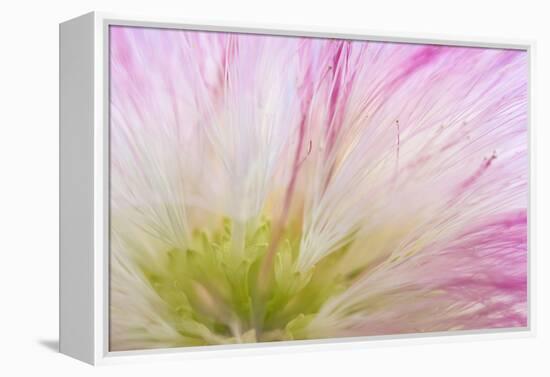 Mimosa Tree Blossom IV-Kathy Mahan-Framed Premier Image Canvas