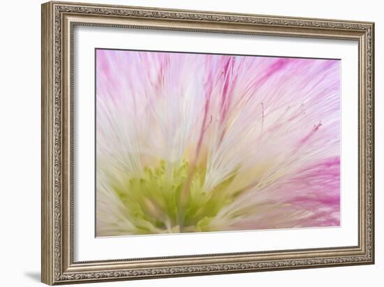 Mimosa Tree Blossom IV-Kathy Mahan-Framed Photographic Print