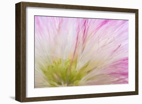 Mimosa Tree Blossom IV-Kathy Mahan-Framed Photographic Print