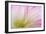 Mimosa Tree Blossom IV-Kathy Mahan-Framed Photographic Print