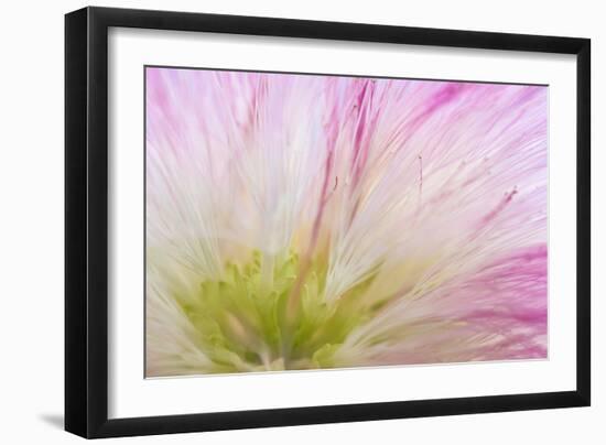 Mimosa Tree Blossom IV-Kathy Mahan-Framed Photographic Print