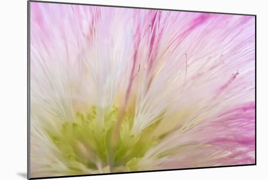 Mimosa Tree Blossom IV-Kathy Mahan-Mounted Photographic Print