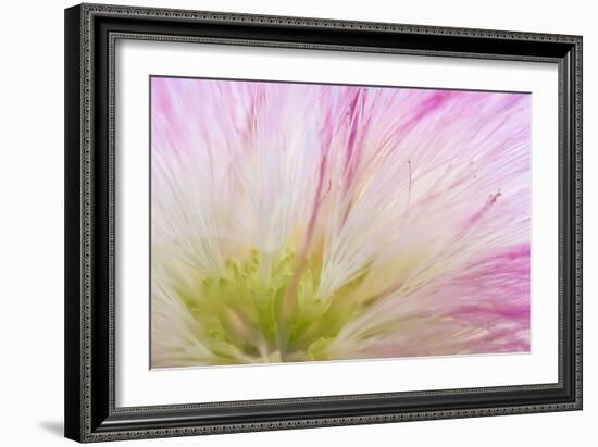 Mimosa Tree Blossom IV-Kathy Mahan-Framed Photographic Print