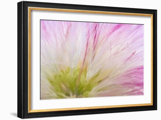 Mimosa Tree Blossom IV-Kathy Mahan-Framed Photographic Print