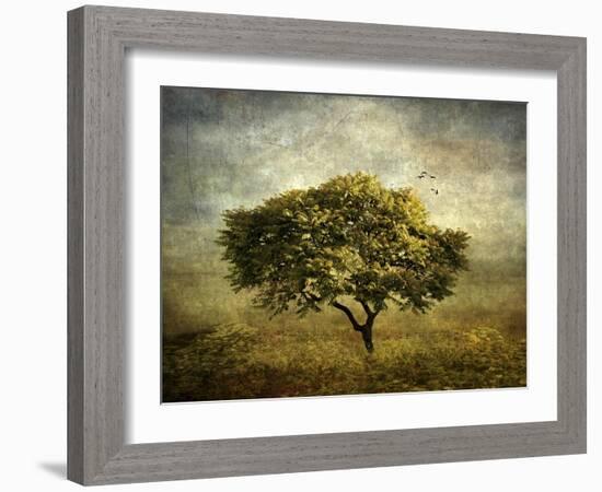 Mimosa Tree-Jessica Jenney-Framed Giclee Print